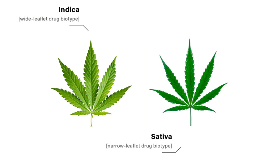 Indica and sativa cannabis leaves