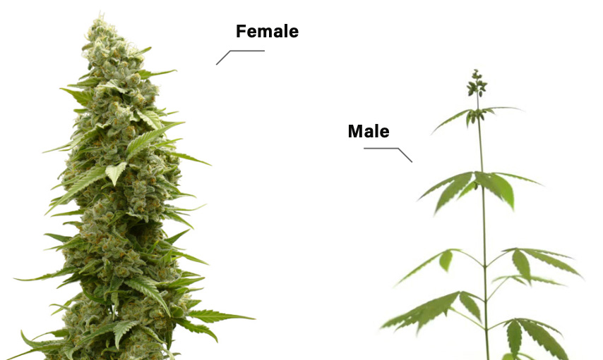Male and female cannabis plants
