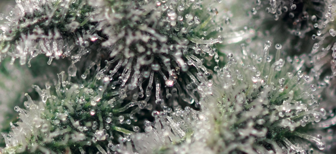 Trichomes up close