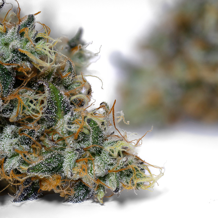 Weedys Medusa JG Weedys Medusa JG