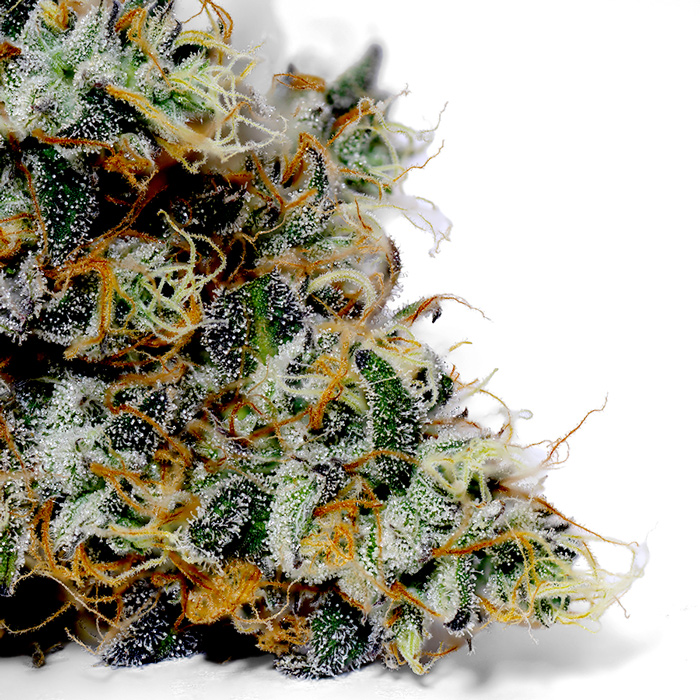 Weedys Medusa Tip Weedys Medusa Tip