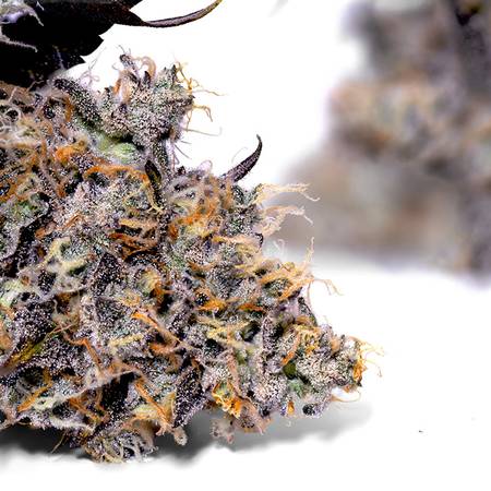 Weedys Melonade JG
