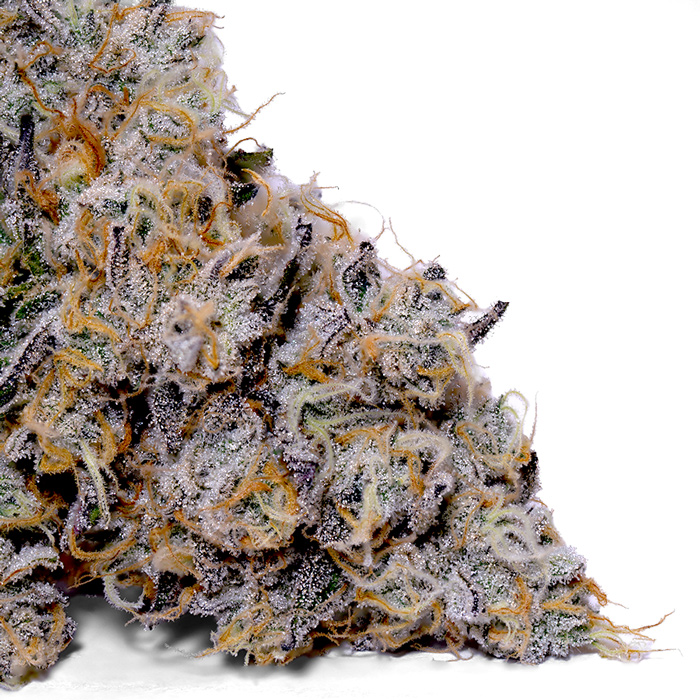 Melonade Strain – Fruity, Gassy Hybrid from Weedy’s Melonade Strain – Fruity, Gassy Hybrid from Weedy’s