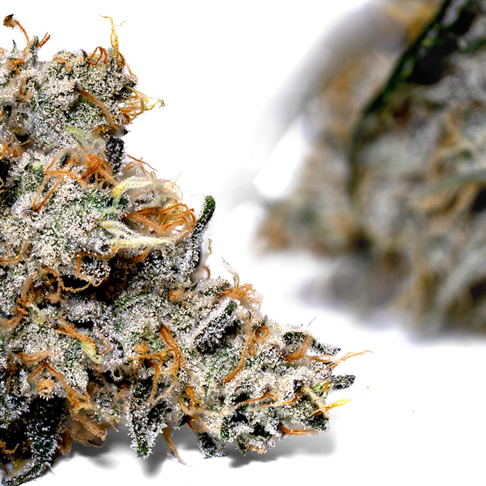 Weedys SNEAKERZ JG Weedys SNEAKERZ JG
