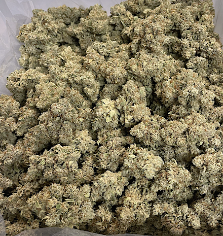 Alien Dawg, an indica-hybrid from Alien Abduction and Wookie Dawg, combines pine and fuel aromas with calming effects. Its dense buds reflect OG Kush traits, delivering a potent high ideal for evening relaxation and an otherworldly experience.