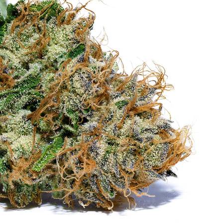 Dorkel Flower