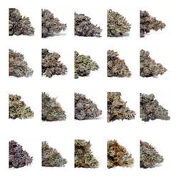 Weedys 20flower multipack
