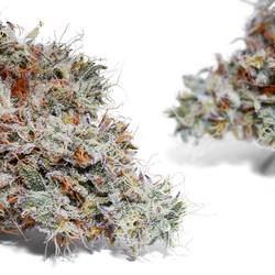 Weedys Blue Slushy JG