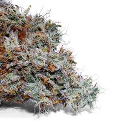 Weedys Blue Slushy Tip 2