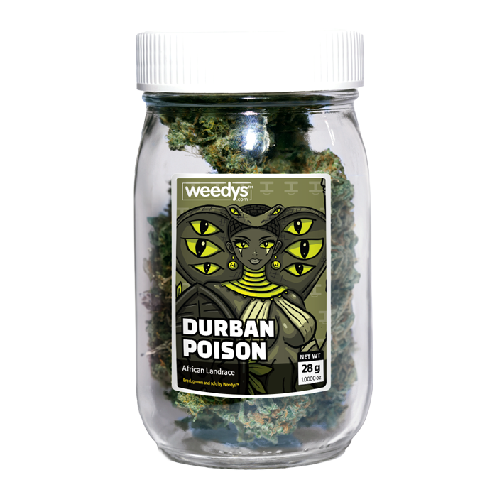 Weedys Durban Poison Stash Jar Weedys Durban Poison Stash Jar