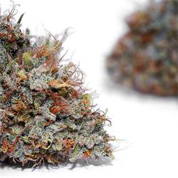 Weedys Gas Mints Jungle v4