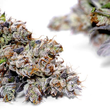 Weedys Gaslight OG JG
