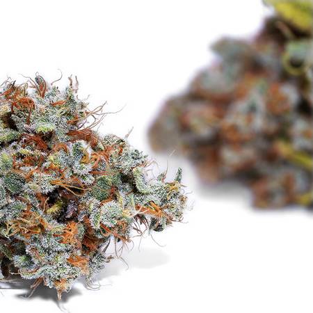 Weedys Ghost Dawg Jungle 3