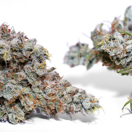 Lemon Meringue Strain by Weedy’s – Citrus Aroma & Uplifting Effects