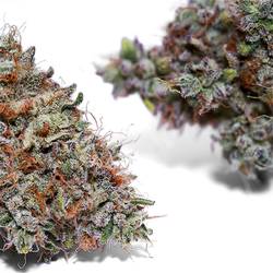 Weedys Moose Tracks Jungle v3