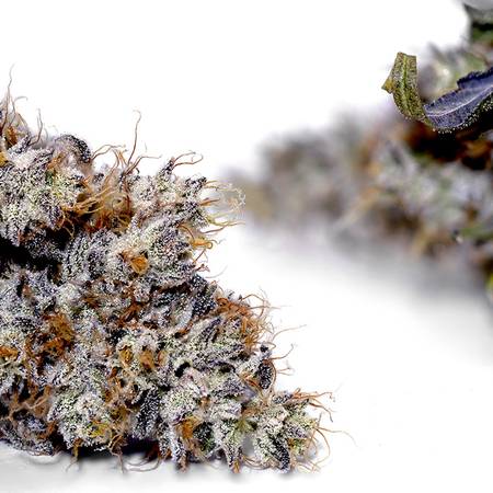 Weedys Nacho Weed JG