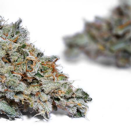 Weedys Pineapple Zaza Jungle