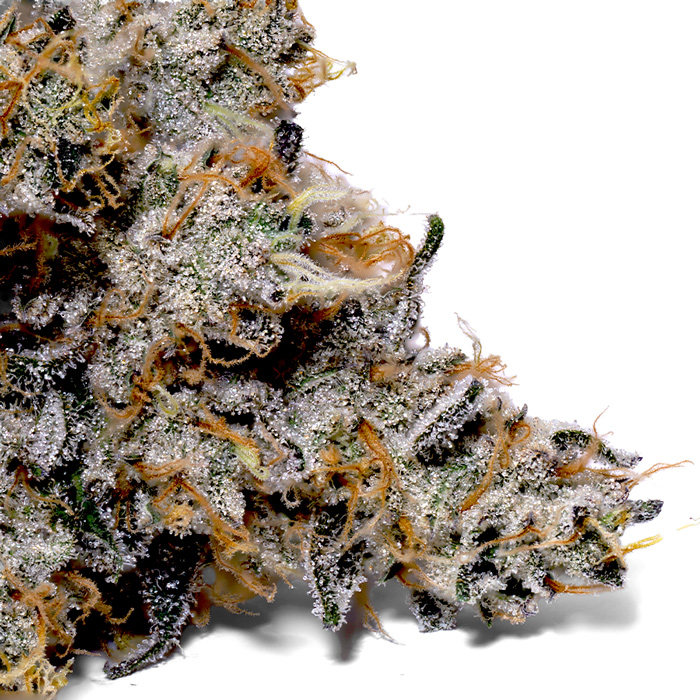 Sneakerz Strain – New Shoe Aroma, Citrus Diesel, Euphoric High Sneakerz Strain – New Shoe Aroma, Citrus Diesel, Euphoric High