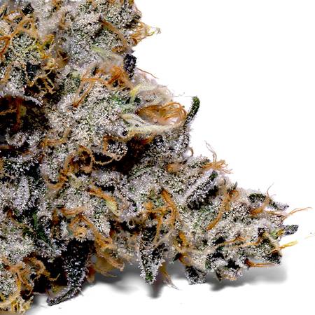 Sneakerz Strain – New Shoe Aroma, Citrus Diesel, Euphoric High