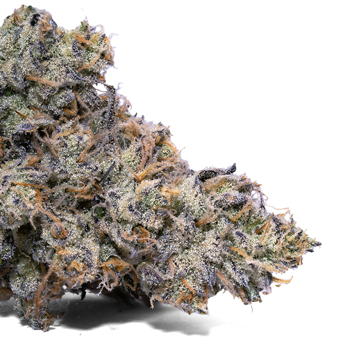 Tangerine Scream Weed Strain – Tangie x GSC | Citrus & Uplifting Tangerine Scream Weed Strain – Tangie x GSC | Citrus & Uplifting