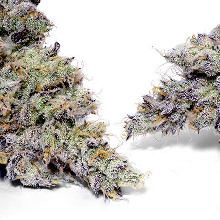 Tangerine Scream Weed Strain – Tangie x GSC | Citrus & Uplifting