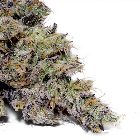 Tangerine Scream Weed Strain – Tangie x GSC | Citrus & Uplifting