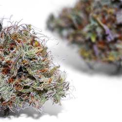 Weedys Vanilla Latte Jungle v4