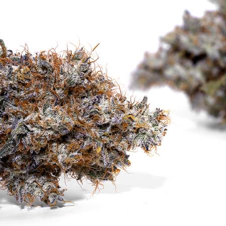 Weedys Wookie Berry JG