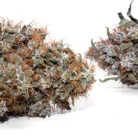Weedys Wookie Dawg JG