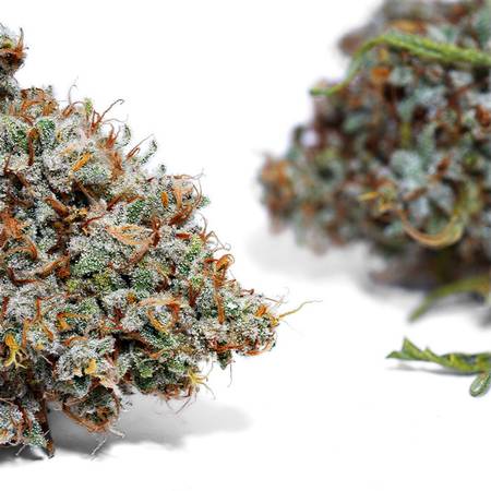 Weedys Yolandi Jungle 2