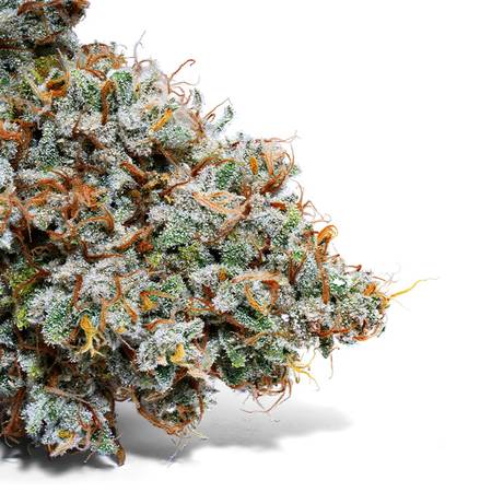 Weedys Yolandi Tip 2