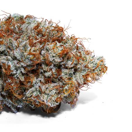 Weedys Youth Blood Tip 2